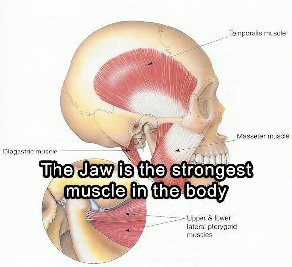 jaw muscle pain - Temporalis muscle Masseter muscle Diagastric muscle The Jaw is the strongest muscle in the body Upper & lower lateral pterygoid muscles