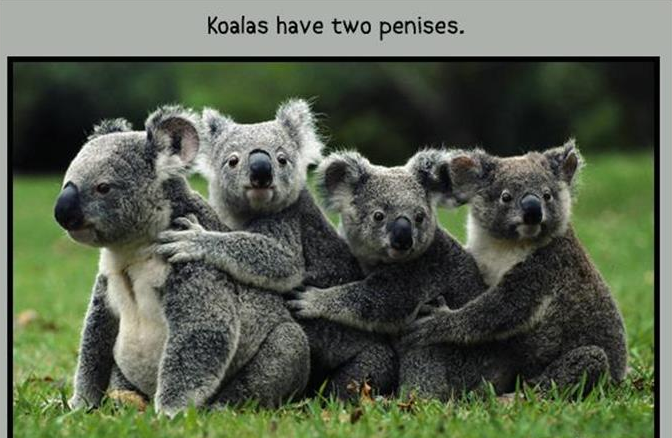 20 animal sex facts you probably didn't need to know