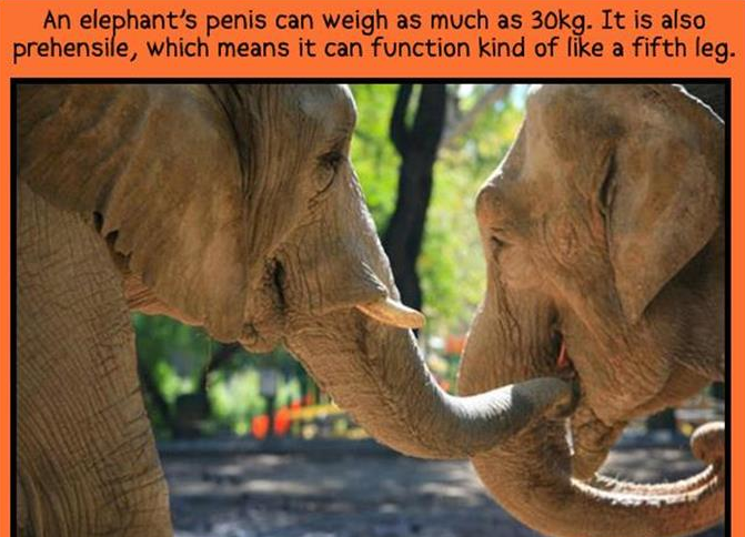 20 animal sex facts you probably didn't need to know