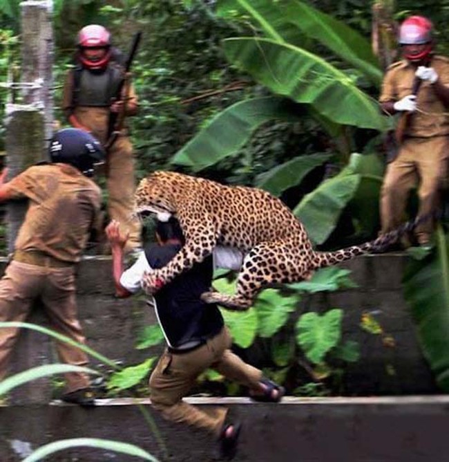 moment before disaster leopard attack in india