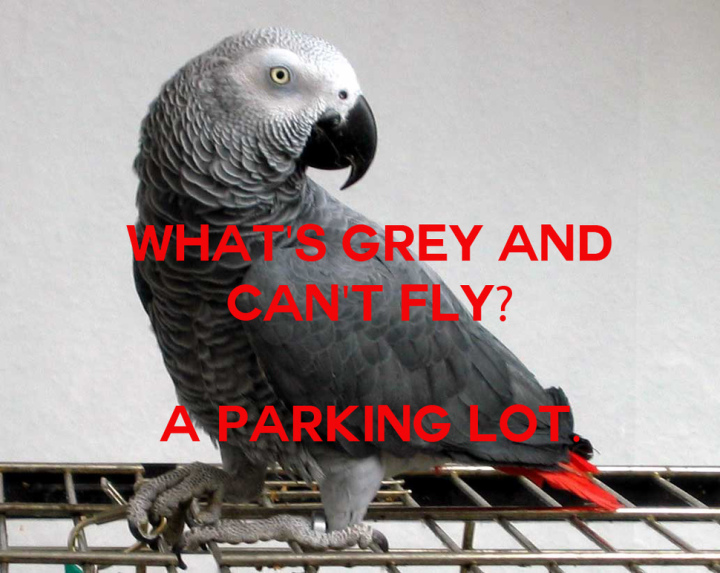 red african grey parrot - Wha Grey And Cant Ely? A Parking Lot