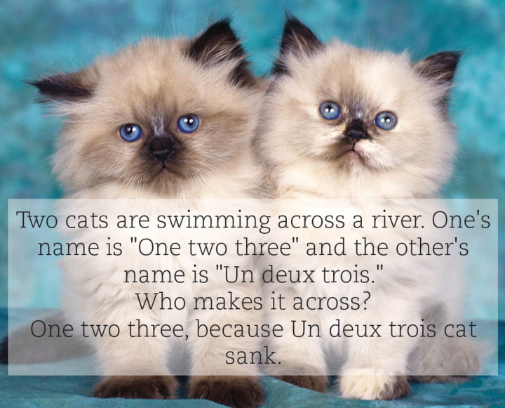 french cat jokes - Two cats are swimming across a river. One's name is "One two three" and the other's name is "Un deux trois." Who makes it across? One two three, because Un deux trois cat sank.