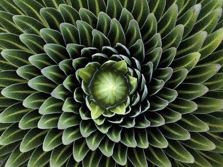 20 Symmetrical Plants To Enhance Your Inner-Peace With