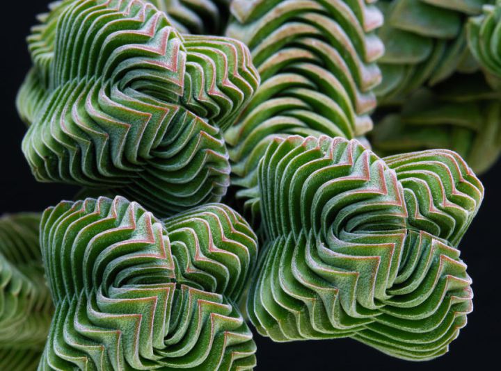 20 Symmetrical Plants To Enhance Your Inner-Peace With