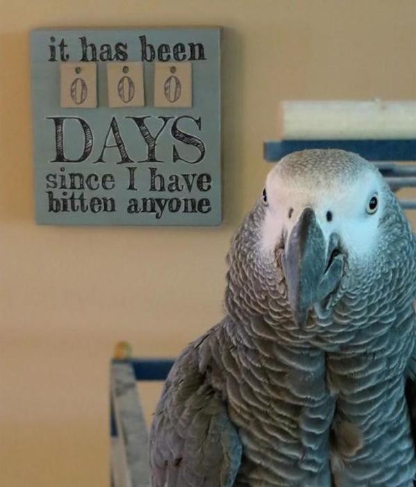 25 times birds were the biggest jerks