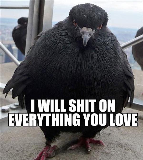 25 times birds were the biggest jerks