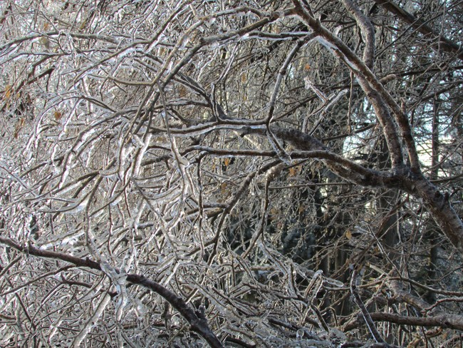 Icicle branches.