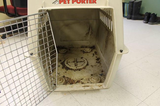 The kennel she had been left in for several months was lined with old, moldy dog food.