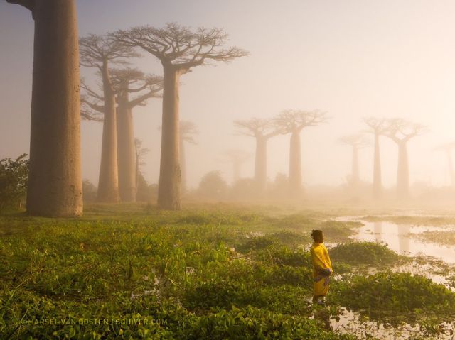 madagascar baobab trees - Gmarselvan Gosten Squiver.