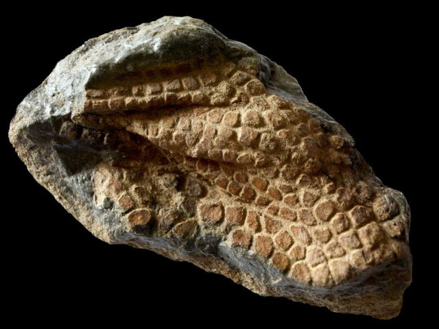 fossilized dinosaur skin