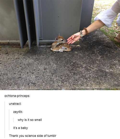 tumblr - science side of tumblr memes - ochtonaprinceps unatract zay4ik why is it so small it's a baby Thank you science side of tumblr