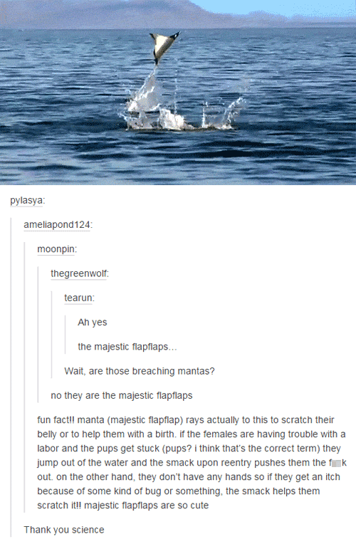 tumblr - majestic flap flaps - Dylasya ameliapond 124 moonpin thegreenwolf tearun Ah yes the majestic flapflaps. Wat are those breaching mantas? no they are the majestic Tiapiaps fun factil manta majestic flaplap rays actually to this to scratch their bel