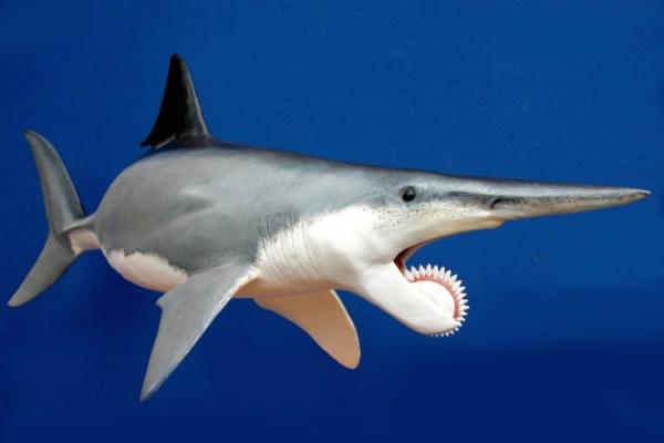 Helicoprion:
This otherwise normal seeming shark had a row of teeth that grew vertically and in a circular fashion. Thankfully they didn’t rotate like they would in your nightmares, but it still strikes a frightening image.