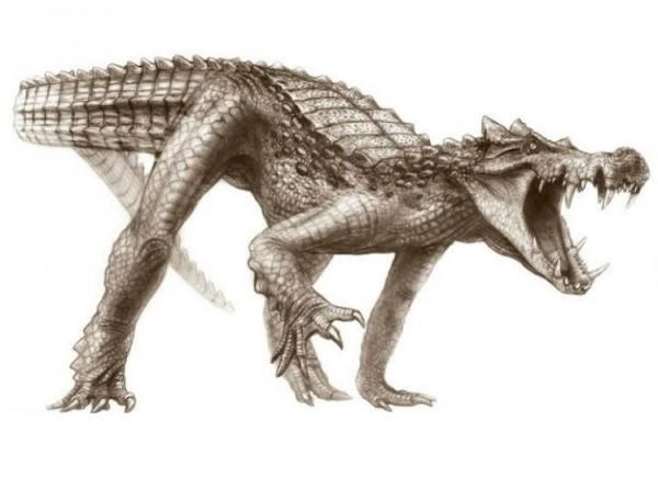 Kaprosuchus:
This walking ‘croc’ could sprint after it’s prey. Imagine running into that in the dark one night.