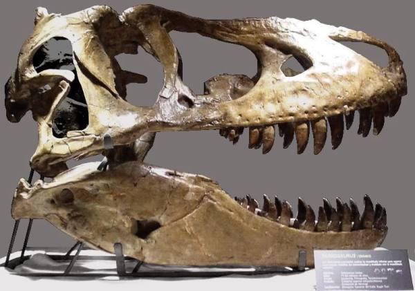 Dinosaur Skulls: Cage outbid Leonardo DiCaprio for a 67-million-year-old Tarbosaurus skull that was valued at $300,000. This wasn’t the only dinosaur noggin he owns… I’m guessing he uses them as extremely ornate party punch bowls.