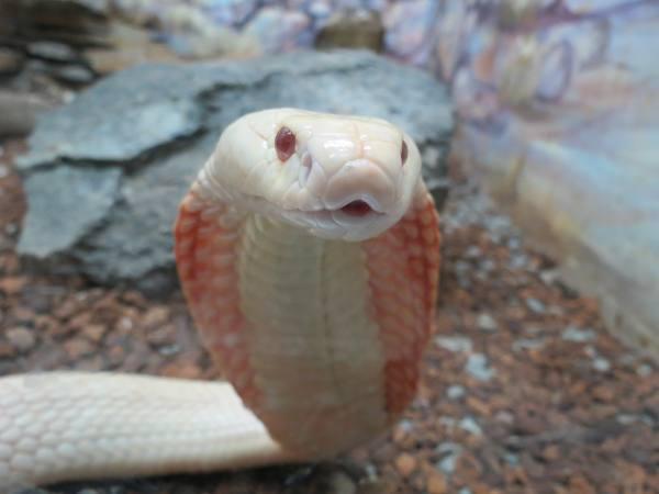 Two albino king cobras: Some say he used them for protection, others say they were for… sexual activities.