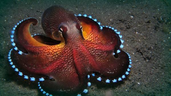 An octopus, Clearly everyone should own one of these.