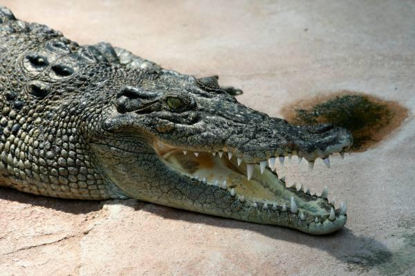 A crocodile, Things are getting weirder…