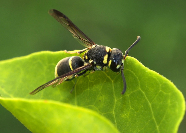 Wasps have destroyed two planes and killed over 200 people.