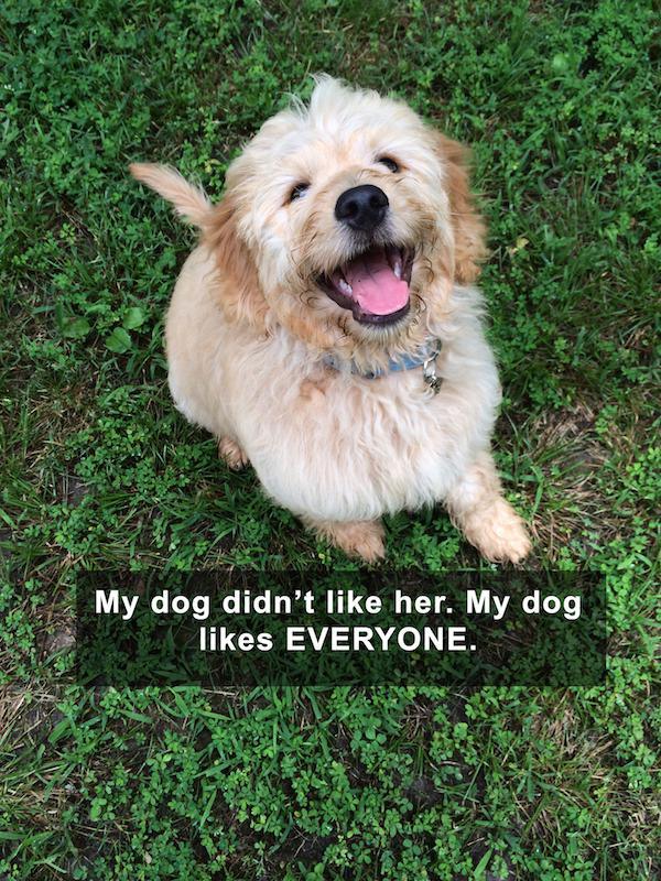 golden retriever - My dog didn't her. My dog Everyone.