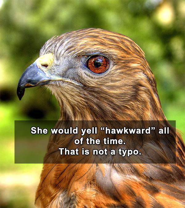 horse pun meme - She would yell "hawkward all of the time. That is not a typo.