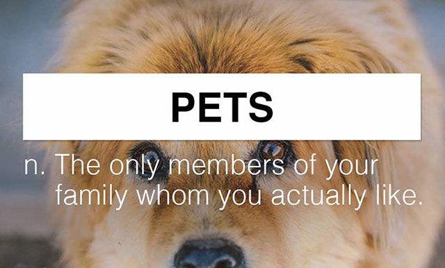 snout - Pets n. The only members of your family whom you actually .