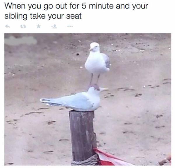 seagulls don t care - When you go out for 5 minute and your sibling take your seat