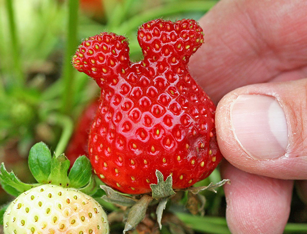 22 Unusually-Shaped Fruits And Vegetables