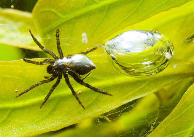 Spiders: Yea, that's right. You can't even escape spiders in the water. Some species create air pockets on their webs so they can breathe.