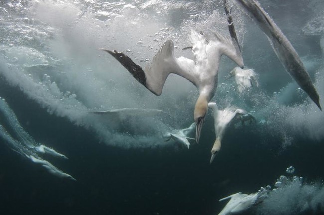 Birds: Gannets are birds that dive into water to find their prey. Other birds partake in similar behavior, but what makes these flying fishermen unique is that they dive up to 100 feet below the surface.