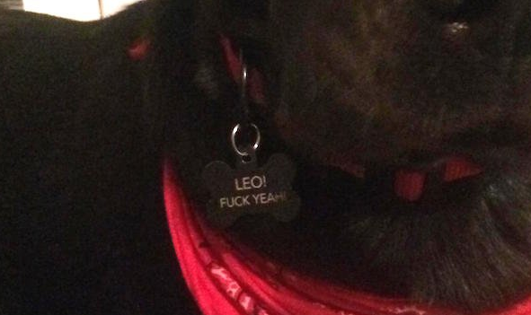 14 Creative Pet Tags That Deserve to be Recognized