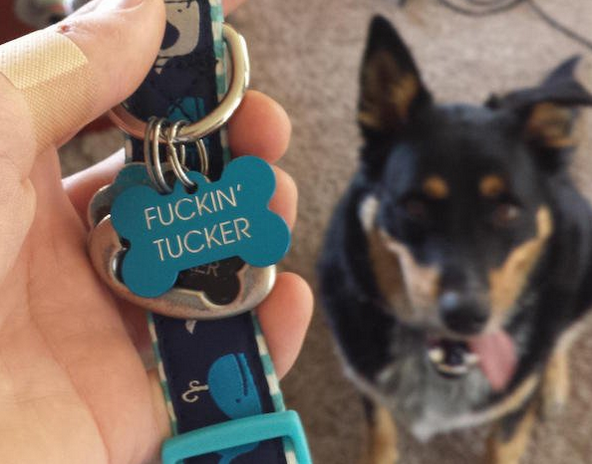 14 Creative Pet Tags That Deserve to be Recognized