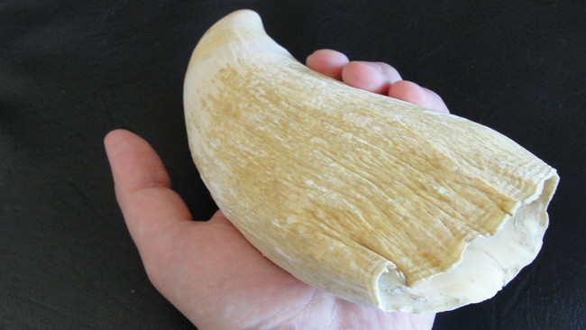 Whale teeth: In Fiji, the groom has to ask the father for his daughter's hand in marriage by bringing him a whale tooth.
