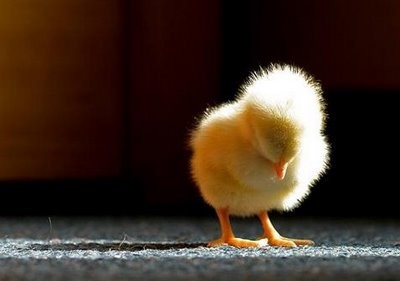 Baby chicks: The Daur people in China require the bride and groom to kill a baby chick while holding the knife together. They then inspect the chick's liver. If it's a good liver, they can set a date for the wedding. If not, they need to repeat the process until they find a good one.