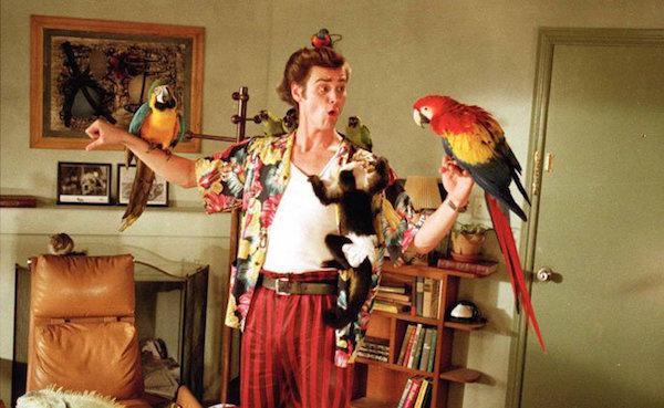 If Ace’s curly pompadour and colorful shirts suggest a flamboyantly-feathered bird, that’s no accident. Carrey said on “Inside the Actors Studio” that he created Ace’s gestures by studying the way birds move.