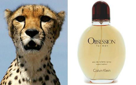 obsession calvin klein wild cats - Obsession Former Calvin Klein
