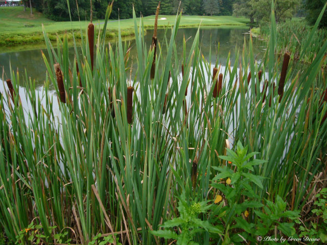 cattails plant - Photo by Green Deane