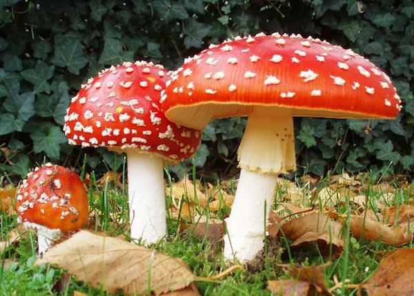 The mushrooms in Super Mario Bros. are inspired by the Amanita Muscaria, (commonly known as the fly agaric or fly amanita). Yes, it gets you high as f**k.