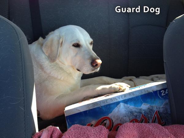 labrador retriever - Guard Dog Silver 8.8