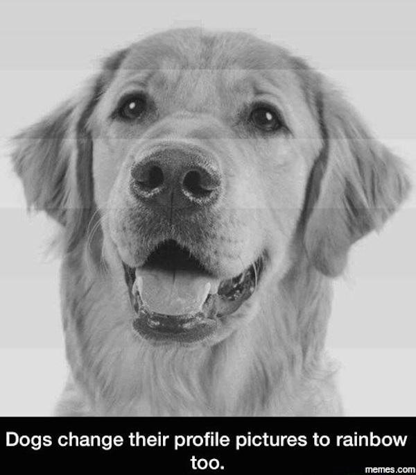 dog face png hd - Dogs change their profile pictures to rainbow too. memes.com