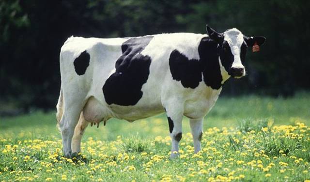 A typical cow in the European Union receives a government subsidy of $2.20 a day. The cow earns more than 1.2 billion of the world's poorest people