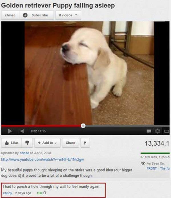 youtube comment need to punch a wall to feel manly again - Golden retriever Puppy falling asleep chinze Subscribe 8 videos Add to 13,334,1 Uploaded by chnze on 37,169 , 1 2560 As Seen On Front The tu My beautiful puppy thought sleeping on the stairs was a