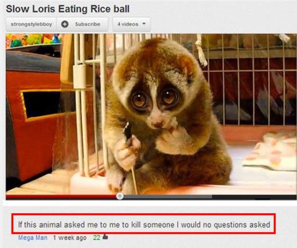 youtube comments - youtube comment animal that eats rice balls - Slow Loris Eating Rice ball strongstylebboy Subscribe 4 videos If this animal asked me to me to kill someone I would no questions asked Mega Man 1 week ago 22