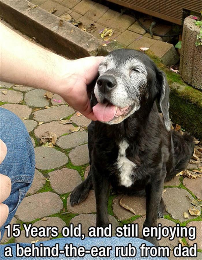 21 pictures dog owners will understand