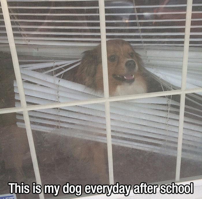 21 pictures dog owners will understand