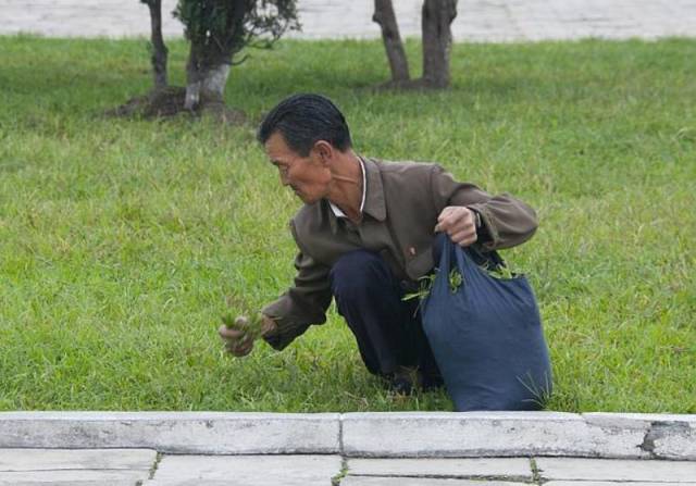 Chronic food shortages in North Korea have made people desperate for food. Here is a man collecting grass from parks