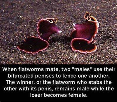 flatworm penis fencing - When flatworms mate, two "males" use their bifurcated penises to fence one another. The winner, or the flatworm who stabs the other with its penis, remains male while the loser becomes female.