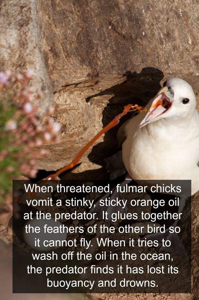 creepy facts about nightmares - When threatened, fulmar chicks vomit a stinky, sticky orange oil at the predator. It glues together the feathers of the other bird so it cannot fly. When it tries to wash off the oil in the ocean, the predator finds it has 
