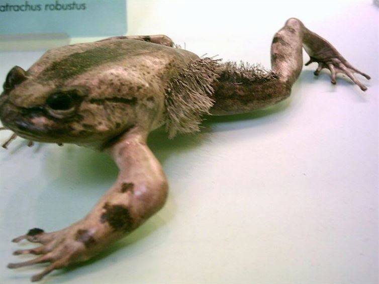 horror frog