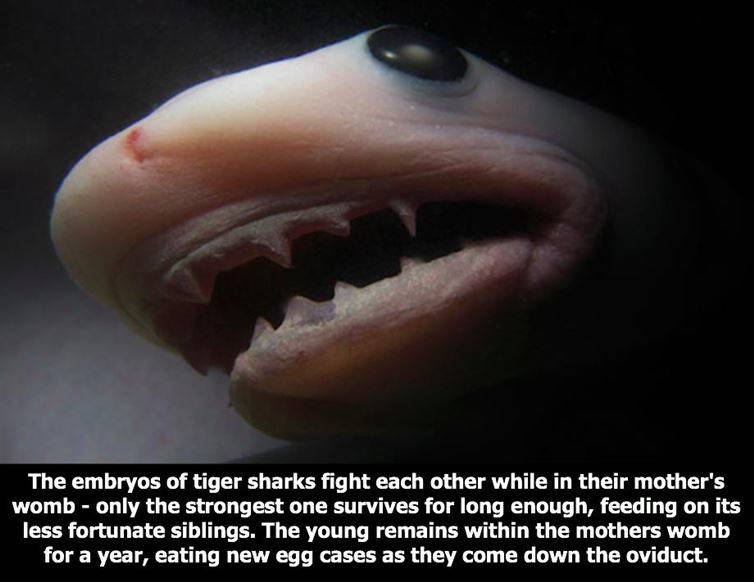 mouth - The embryos of tiger sharks fight each other while in their mother's womb only the strongest one survives for long enough, feeding on its less fortunate siblings. The young remains within the mothers womb for a year, eating new egg cases as they c